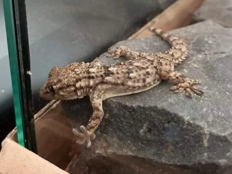 Uratowany gekon w nowym terrarium w siedzibie Nela Wood - symbol ochrony przyrody w rzemiośle
